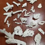 Жительница Барнаула по незнанию вывезла из Вьетнама вымирающие кораллы