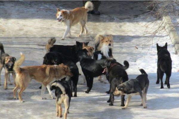 Всем наплевать? Как журналист ТОЛКа пытался пообщаться со службой отлова собак