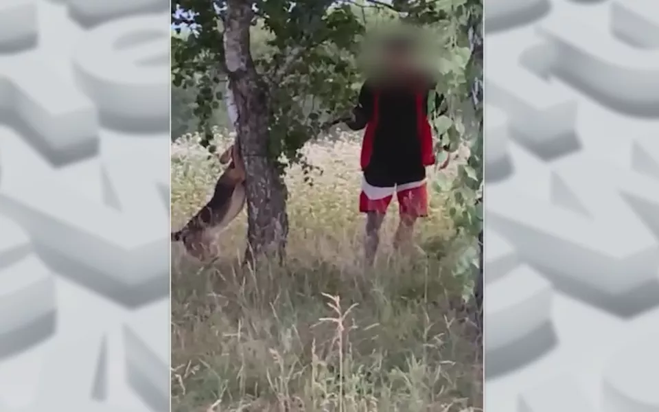 Живодер в Барнауле пытался задушить свою собаку на глазах у прохожих