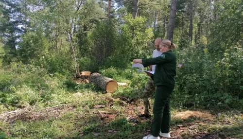 В Майминском лесничестве нашли нарушения законодательства