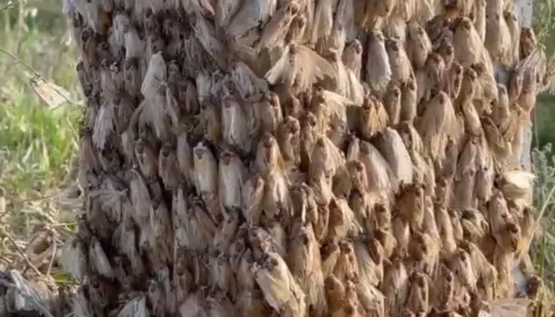 Жители Республики Алтай встревожены нашествием шелкопряда