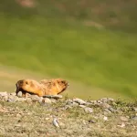 В Сайлюгемском нацпарке засняли семейство сурков. Фото