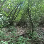 Тело восьмимесячной девочки обнаружили среди деревьев в Алтайском крае