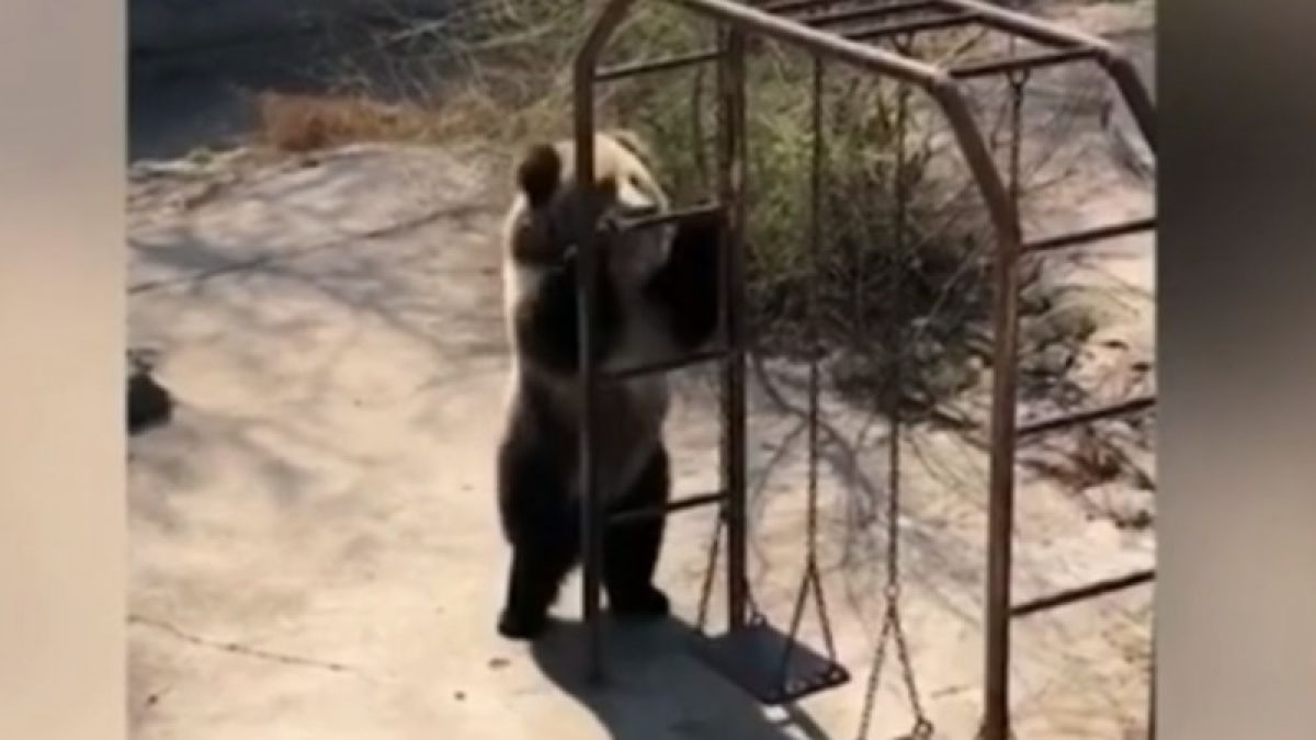 Медведица из Китая стала звездой интернета, танцуя диско