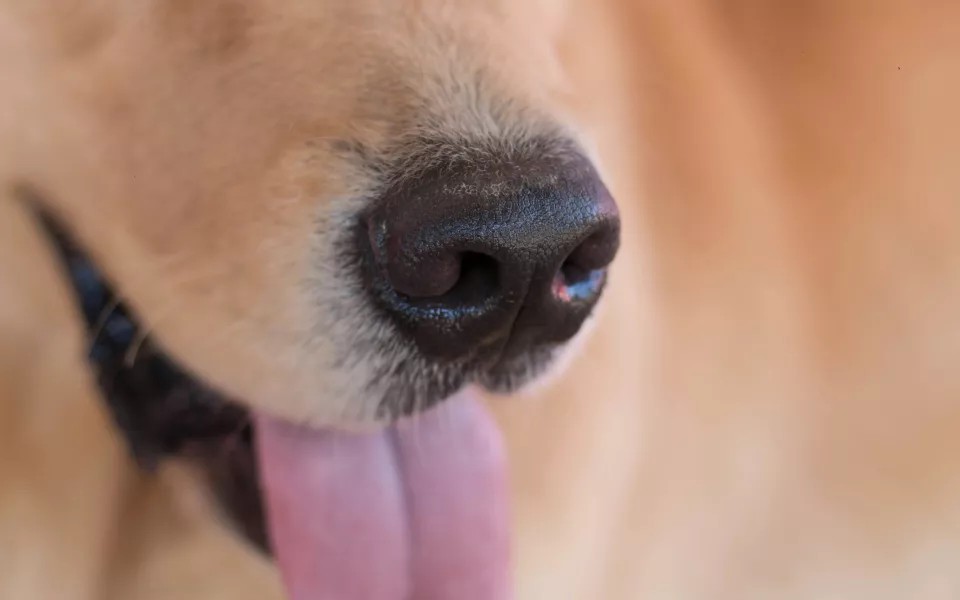 Пятиклассники спасли щенка, примерзшего ко льду в Барнауле