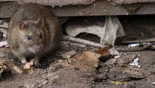 Кидаются на людей: стаю крыс обнаружили в спальном районе Барнаула