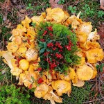 Популярные и редкие: где в Алтайском крае сейчас собирают грибы корзинами