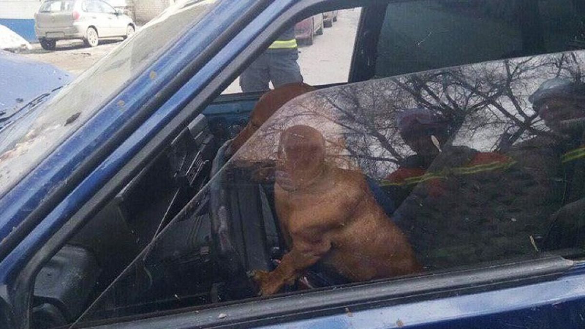 Пьяный водитель в Саратове сделал виновницей ДТП свою собаку