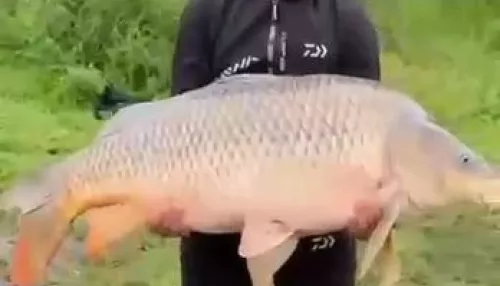 Рыбу весом 34 килограмма поймали недалеко от Барнаула. Фото и видео гиганта