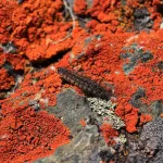 В Сайлюгемском нацпарке показали необычный огненный лишайник. Фото