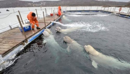 Косаток выпустят из китовой тюрьмы на волю