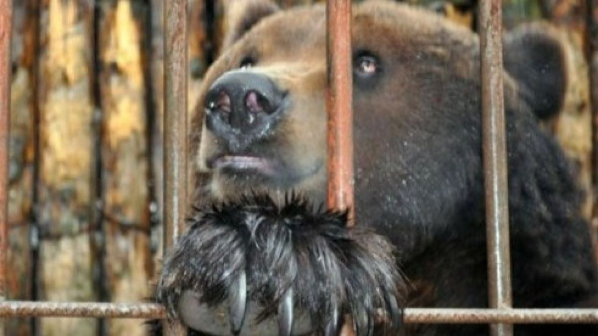 Девушка госпитализирована в Приамурье после попытки покормить медведя с рук
