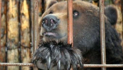 Девушка госпитализирована в Приамурье после попытки покормить медведя с рук