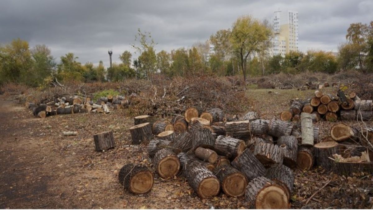 Суд по вырубке деревьев в парке "Изумрудный" прошел 9 апреля