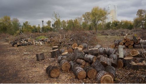 Суд по вырубке деревьев в парке Изумрудный прошел 9 апреля