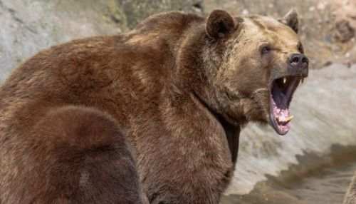 Медведь задрал марала в Алтайском крае