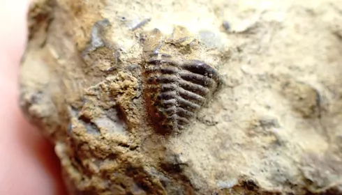 Ученые нашли окаменелости старше 400 млн лет в Алтайском крае