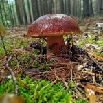 Лес щедрый, но хитрый: грибники делятся секретными местами в Алтайском крае