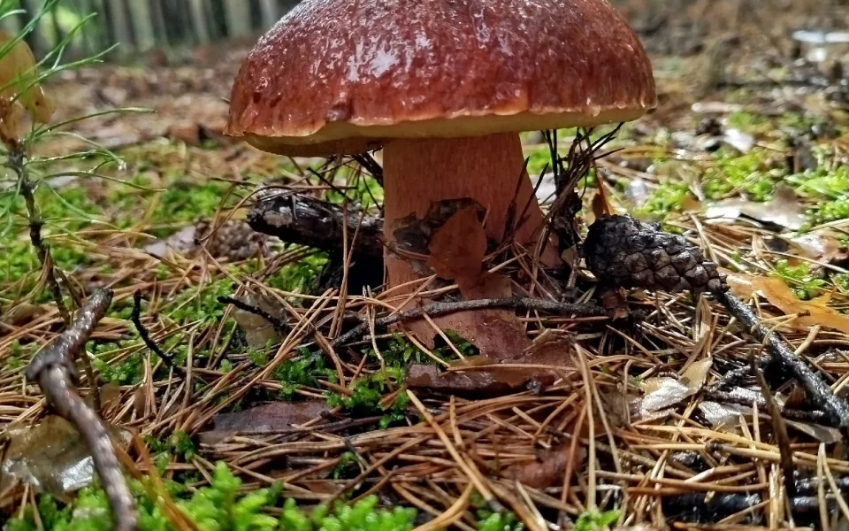 Лес щедрый, но хитрый: грибники делятся секретными местами в Алтайском крае