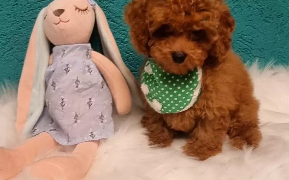 Щенка-игрушку предлагают в Алтайском крае за 180 тысяч в рассрочку или кредит