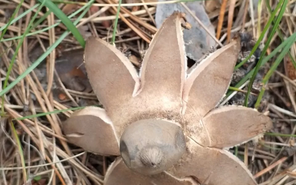 Таинственные грибы-звезды находят в лесах Алтайского края. Фото