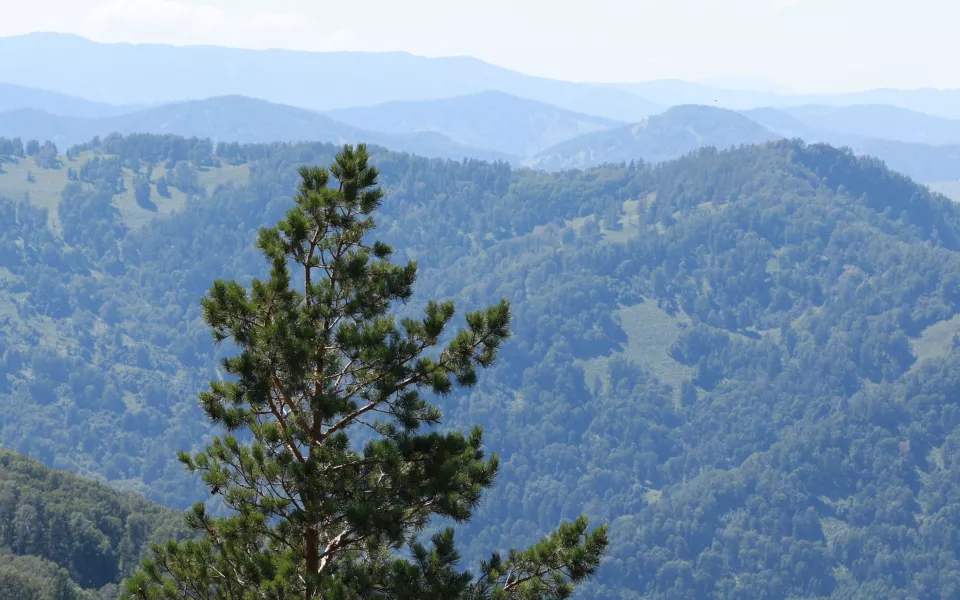 Воздух, ягоды и чаи: Ирина Аллегрова призналась, что полюбила отдыхать на Алтае