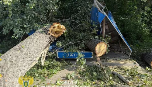 В Новосибирске тополь упал на остановку и придавил трех человек