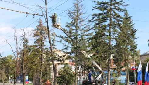 За весну в Барнауле избавятся от аварийных деревьев на аллеях и в скверах