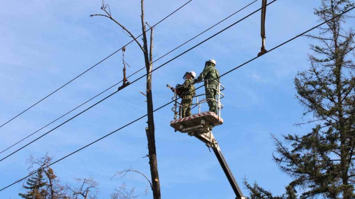 Снос аварийных деревьев в Барнауле