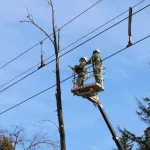 Более 300 аварийных деревьев снесут в Барнауле весной