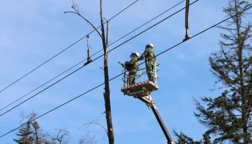 Стало известно, где в Барнауле будут сносить аварийные и опасные деревья