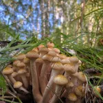 Рекордный урожай опят: в лесах Алтайского края грибы буквально на каждом шагу. Фото