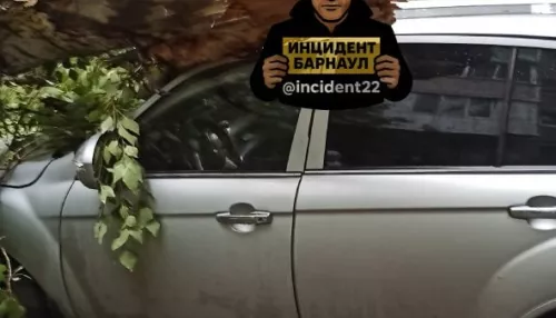 Тополь рухнул на автомобиль и повредил провода в барнаульском дворе. Фото
