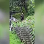 Медведь навестил жителей села Элекмонар в Республике Алтай. Видео