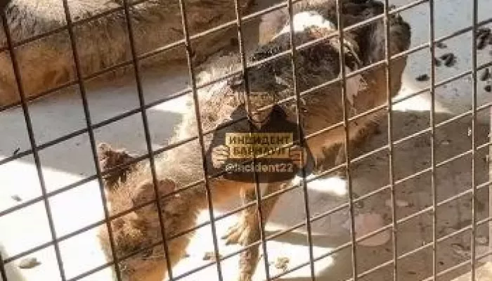 Страусиное ранчо в Барнауле оштрафовали после жалоб на жуткие условия для животных Страусиное ранчо в Барнауле оштрафовали после жалоб на жуткие условия для животных