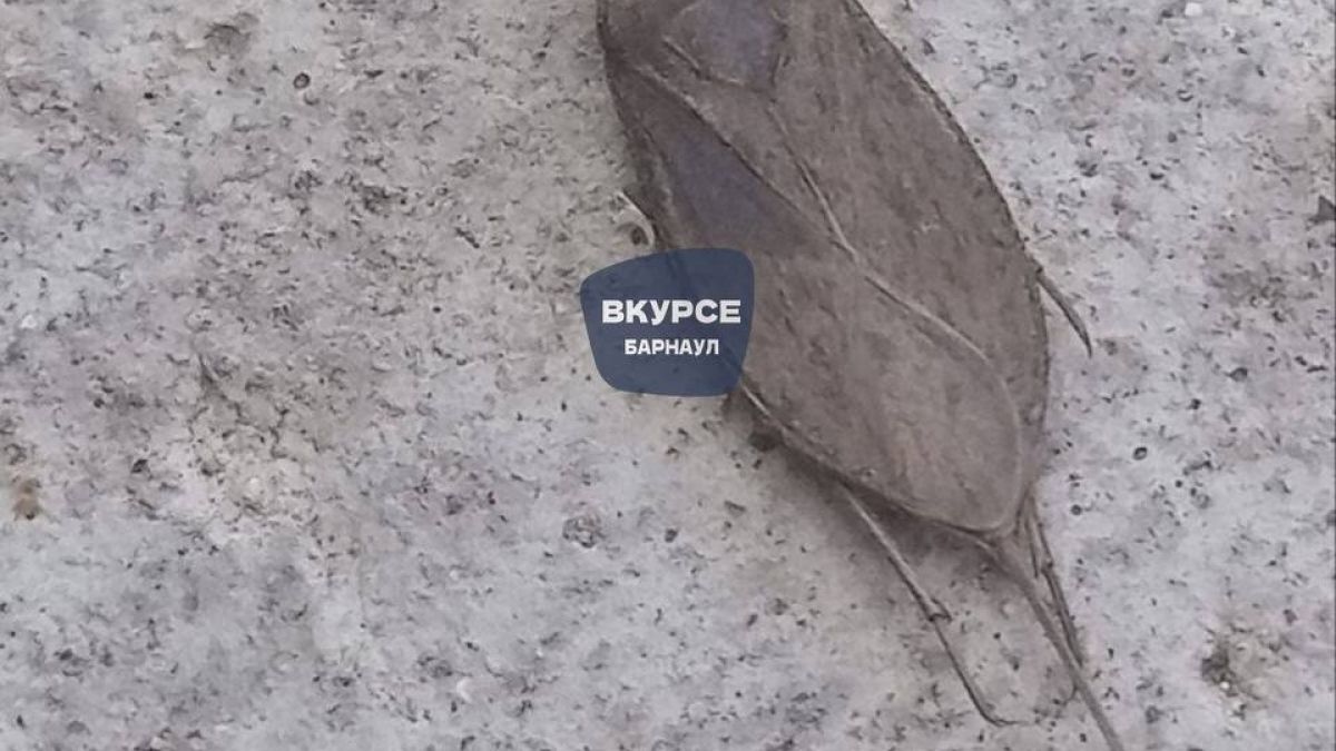 Водяной скорпион