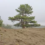 Бийчане испуганы из-за голого мужчины, бродящего по лесу