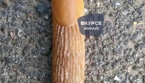В Барнауле заметили испанского захватчика: чем опасен гигантский слизень