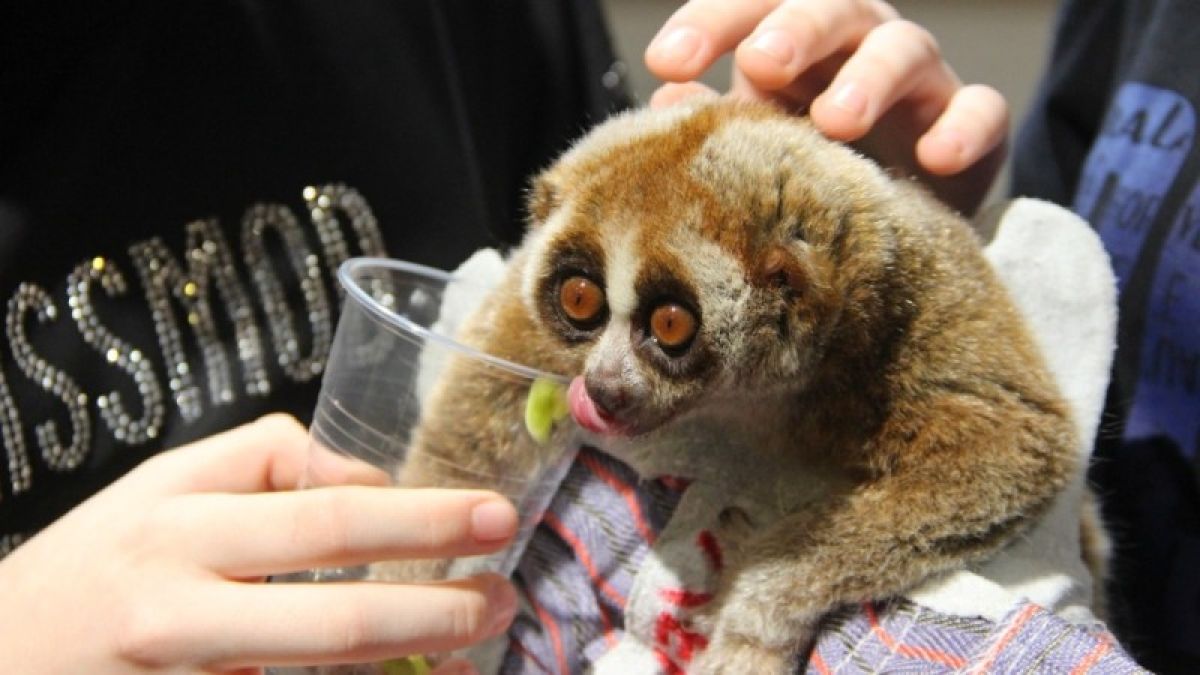 Ученые рассказали, какие болезни угрожают посетителям контактных зоопарков 