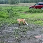 Опасное соседство: почему лисы перестали бояться людей в Алтайском крае