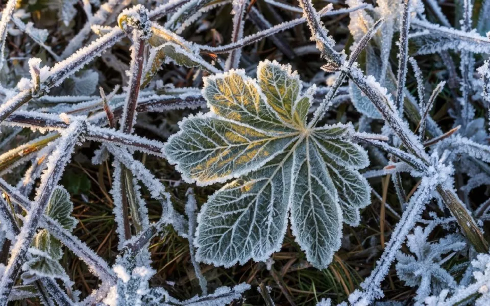 До -16 градусов: ночные морозы ударят по Алтайскому краю и Барнаулу