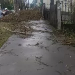 Бийчане пожаловались на обрезанные ветки, перегородившие путь к школе