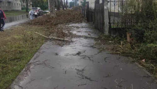 Бийчане пожаловались на обрезанные ветки, перегородившие путь к школе