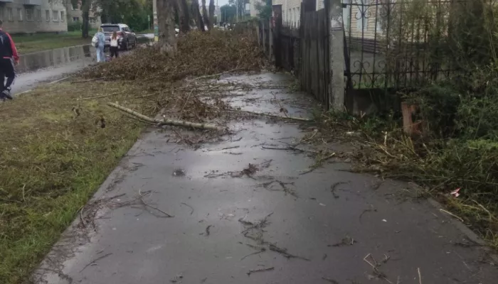 Бийчане пожаловались на обрезанные ветки, перегородившие путь к школе