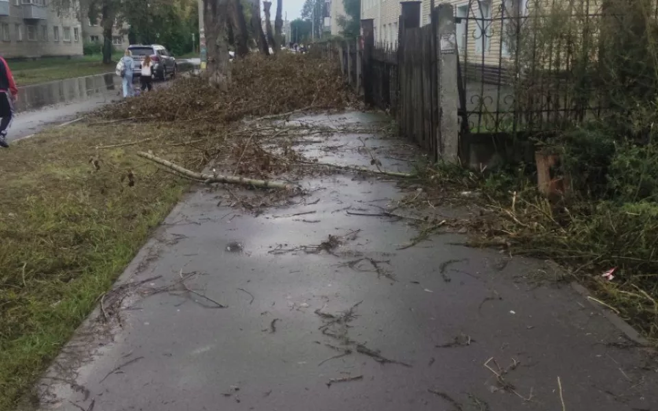 Бийчане пожаловались на обрезанные ветки, перегородившие путь к школе