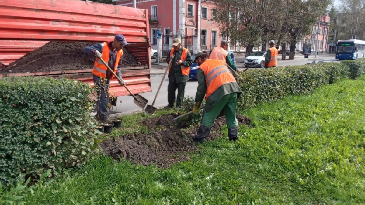 Озеленение улиц Барнаула