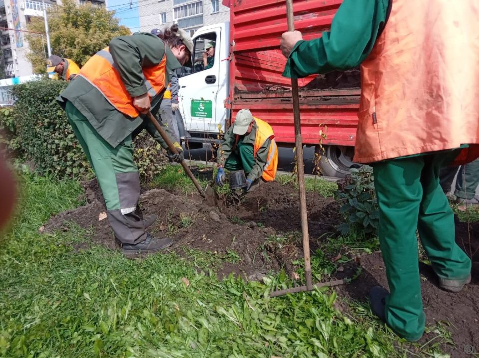 Озеленение улиц Барнаула