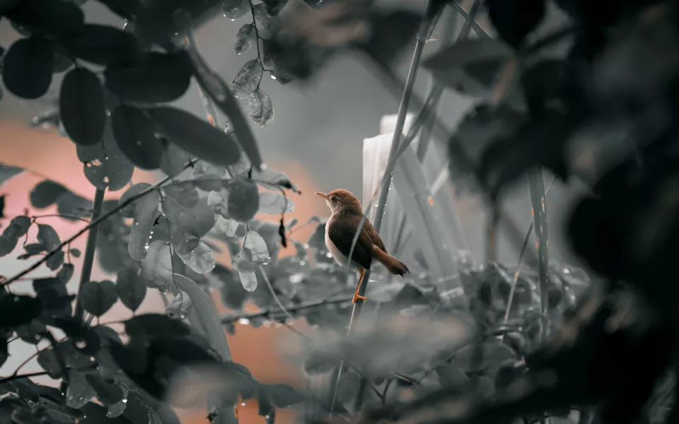 Пришла пора черноплодной рябины. Барнаульцев приглашают на сбор ягод