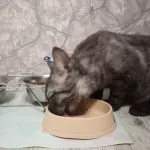 Котенка за 3 млн рублей продают в Барнауле. Что в нем особенного