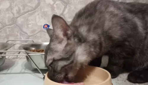 Котенка за 3 млн рублей продают в Барнауле. Что в нем особенного